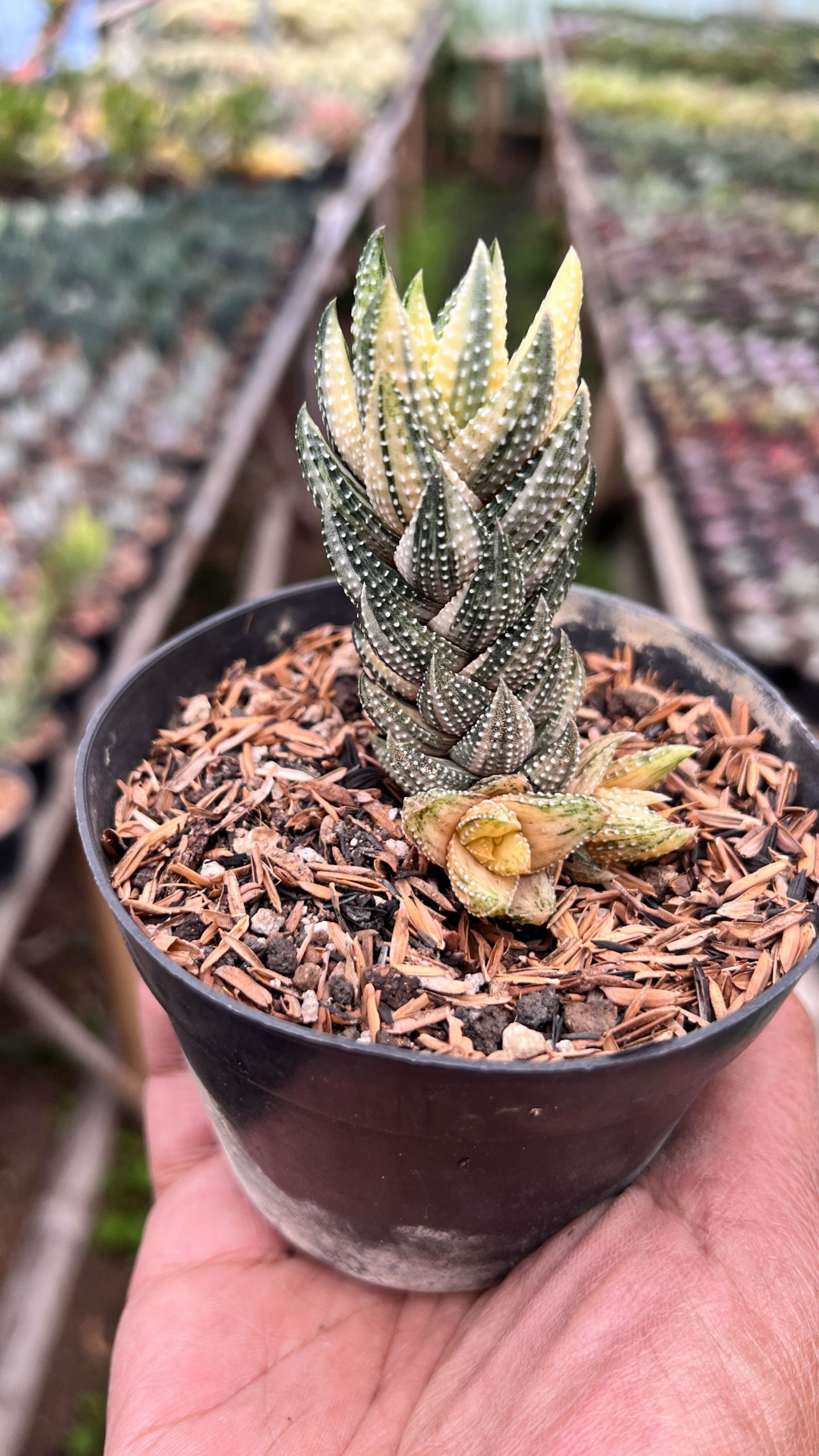 1423. Haworthiopsis Coarctata Variegated - Image 4