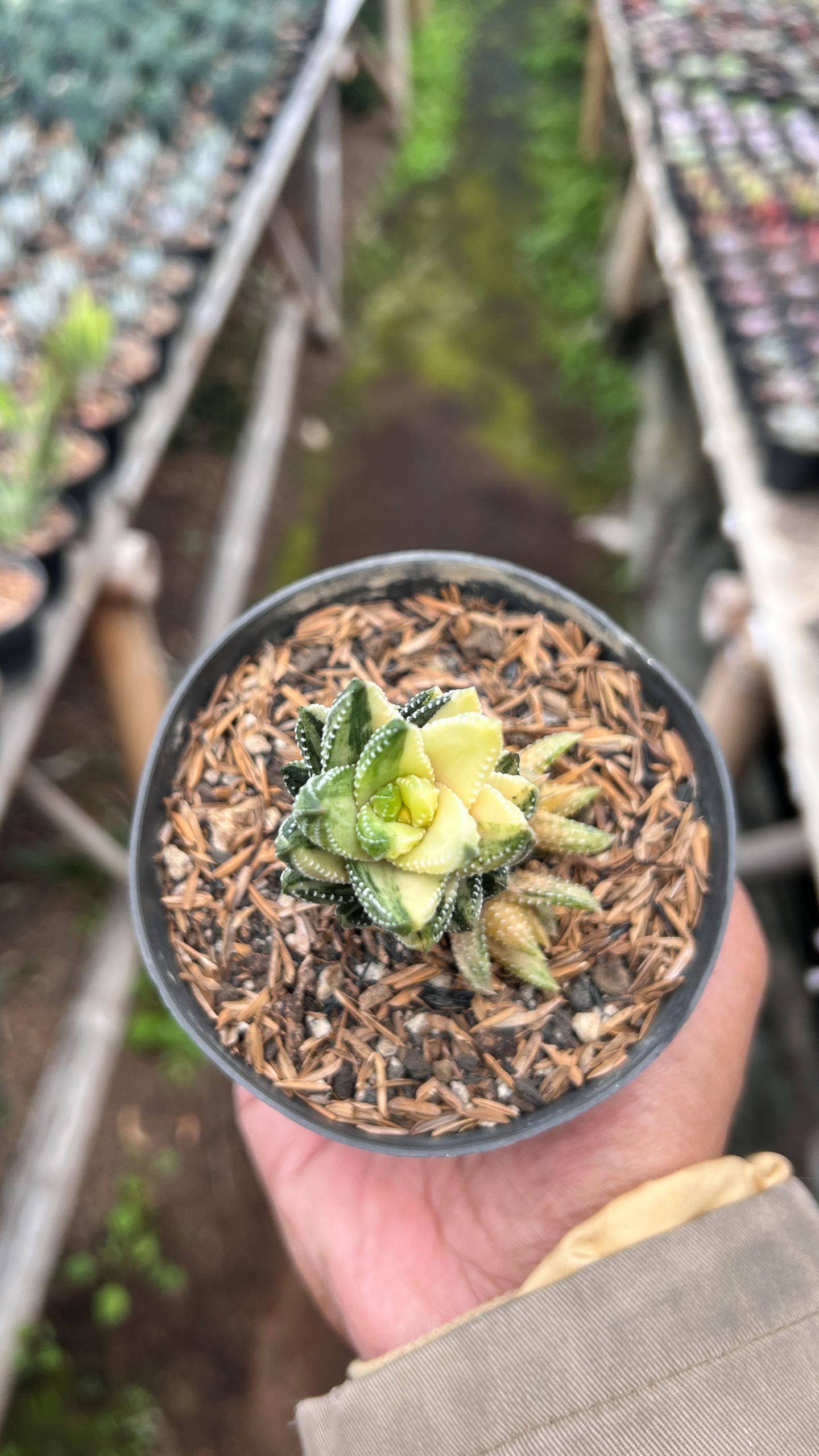 1423. Haworthiopsis Coarctata Variegated - Image 2