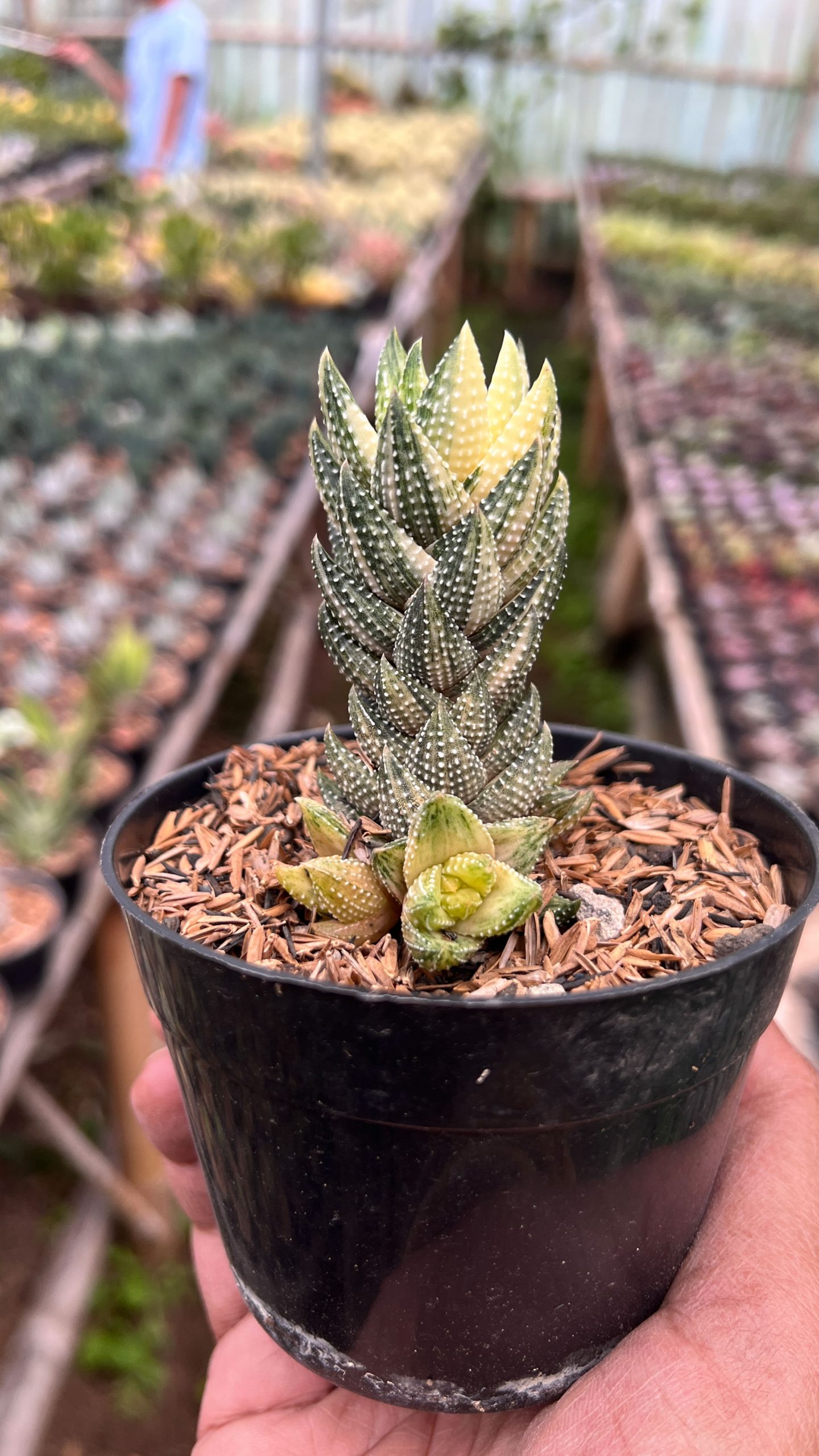 1423. Haworthiopsis Coarctata Variegated - Image 5