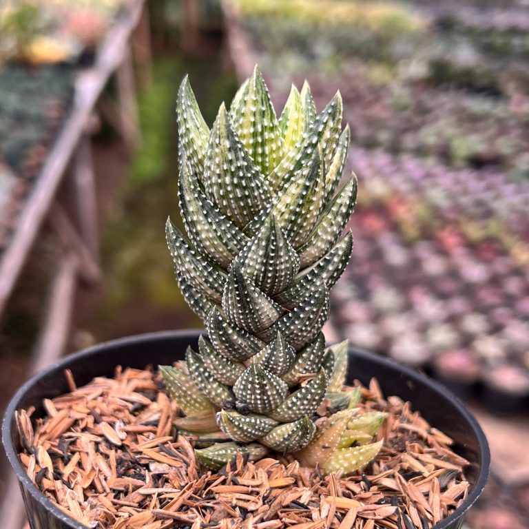 1423. Haworthiopsis Coarctata Variegated