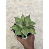 1451. Agave Solar Mutation