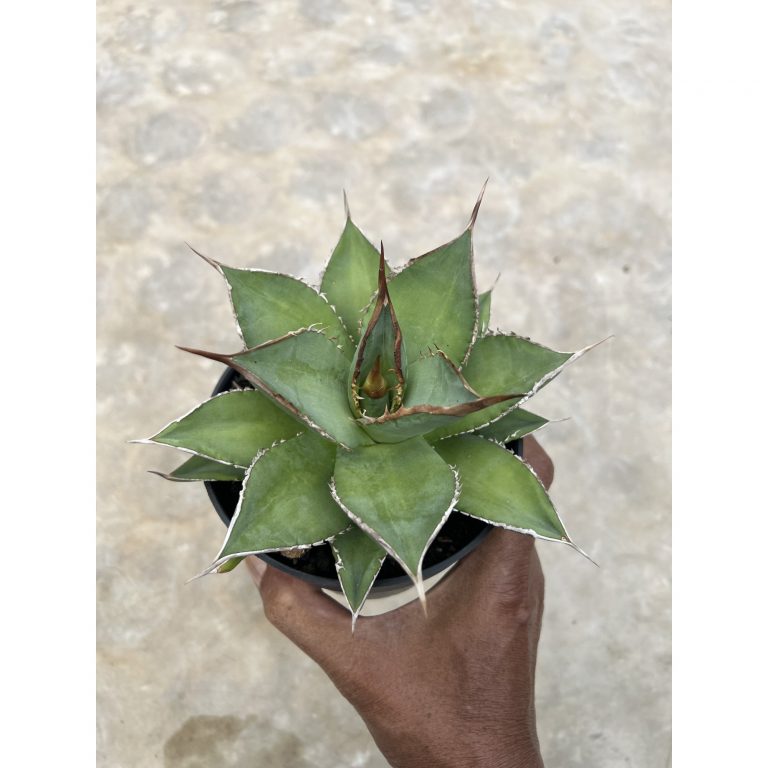 1451. Agave Solar Mutation