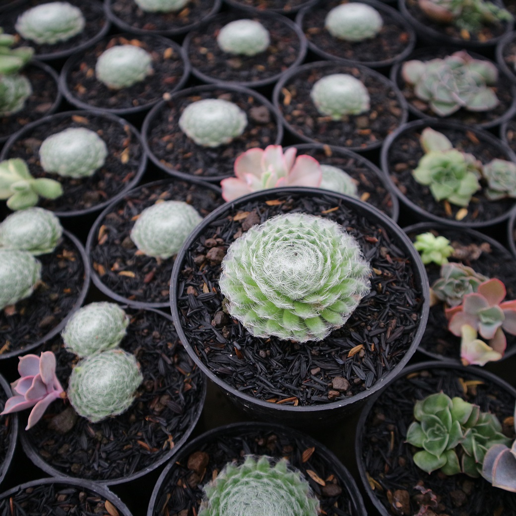 146. Sempervivum Arachnoideum - Image 4