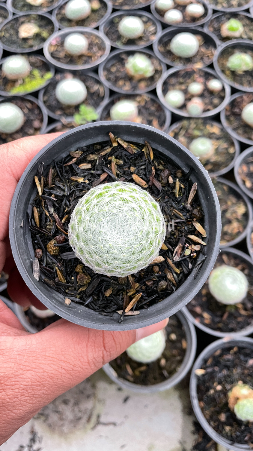 146. Sempervivum Arachnoideum - Image 9