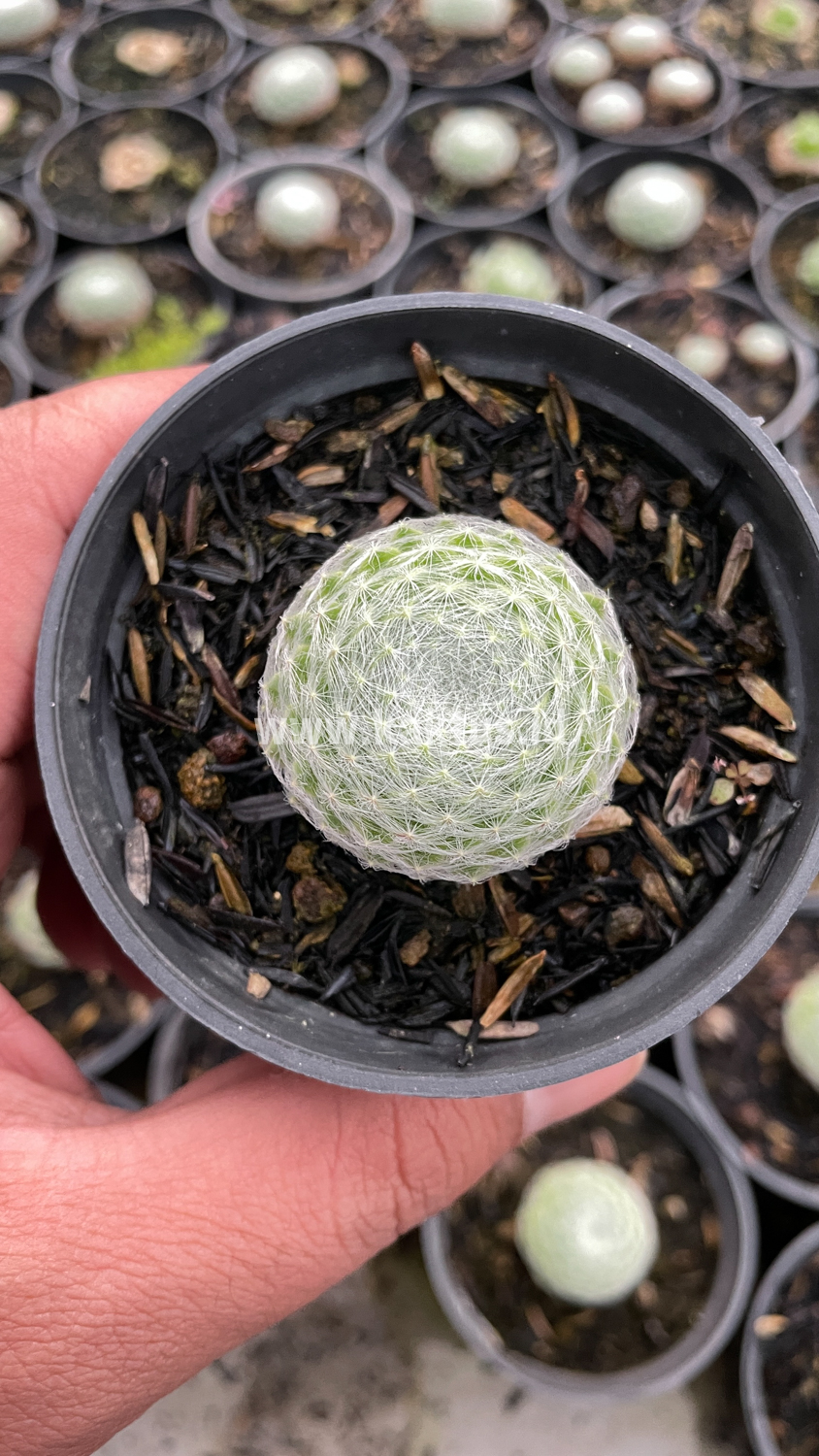 146. Sempervivum Arachnoideum - Image 10