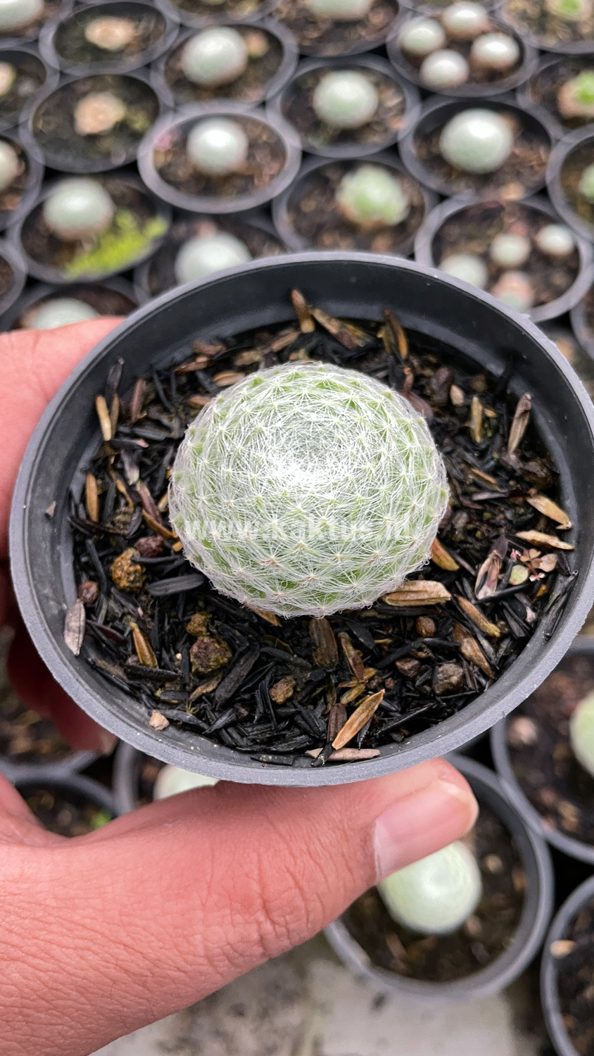 146. Sempervivum Arachnoideum - Image 11