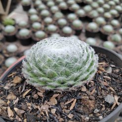 Alternative view of 146. Sempervivum Arachnoideum