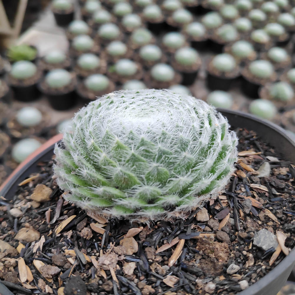 146. Sempervivum Arachnoideum - Image 2