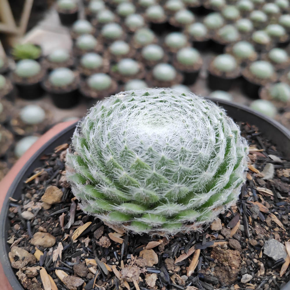 146. Sempervivum Arachnoideum - Image 5