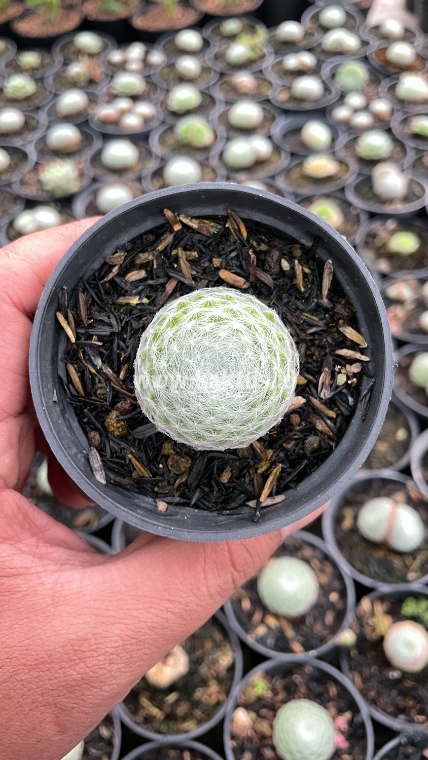 146. Sempervivum Arachnoideum - Image 7