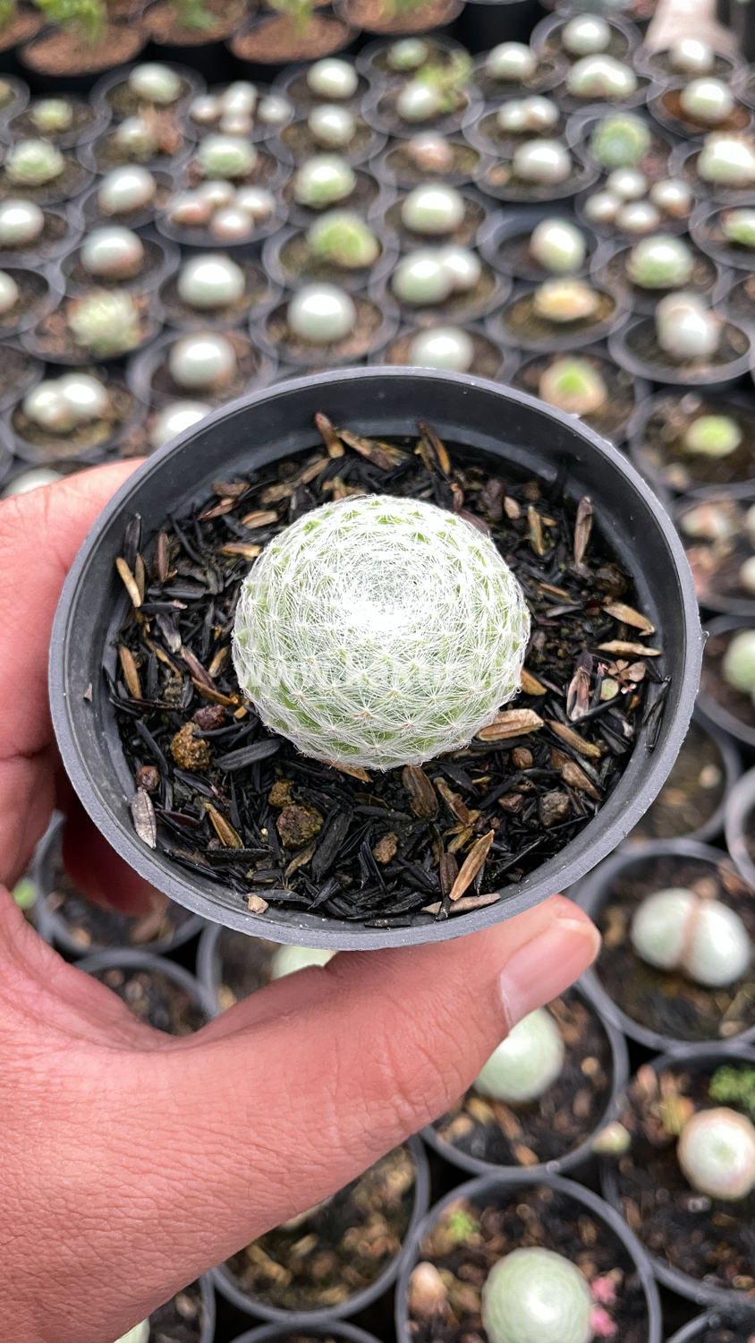 146. Sempervivum Arachnoideum - Image 8