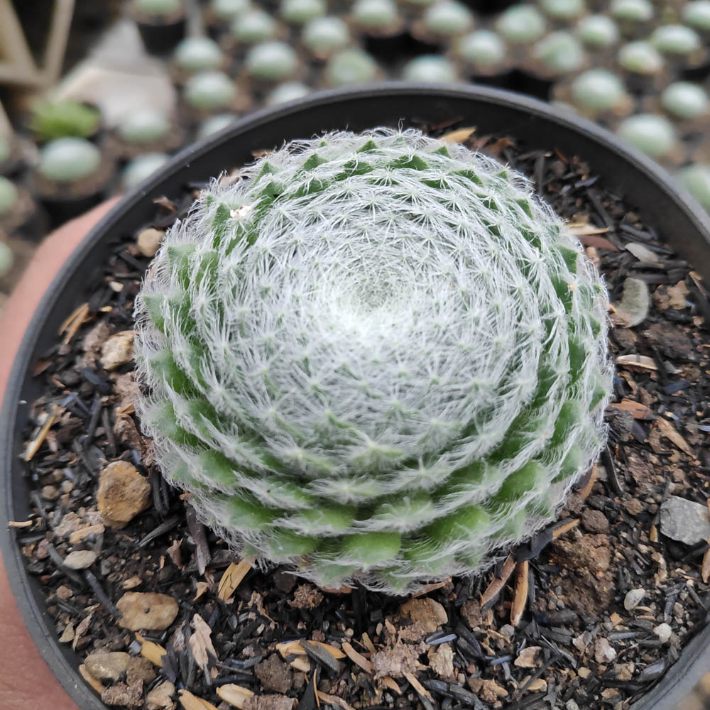 146. Sempervivum Arachnoideum - Image 6