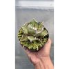 1460. Agave Fo