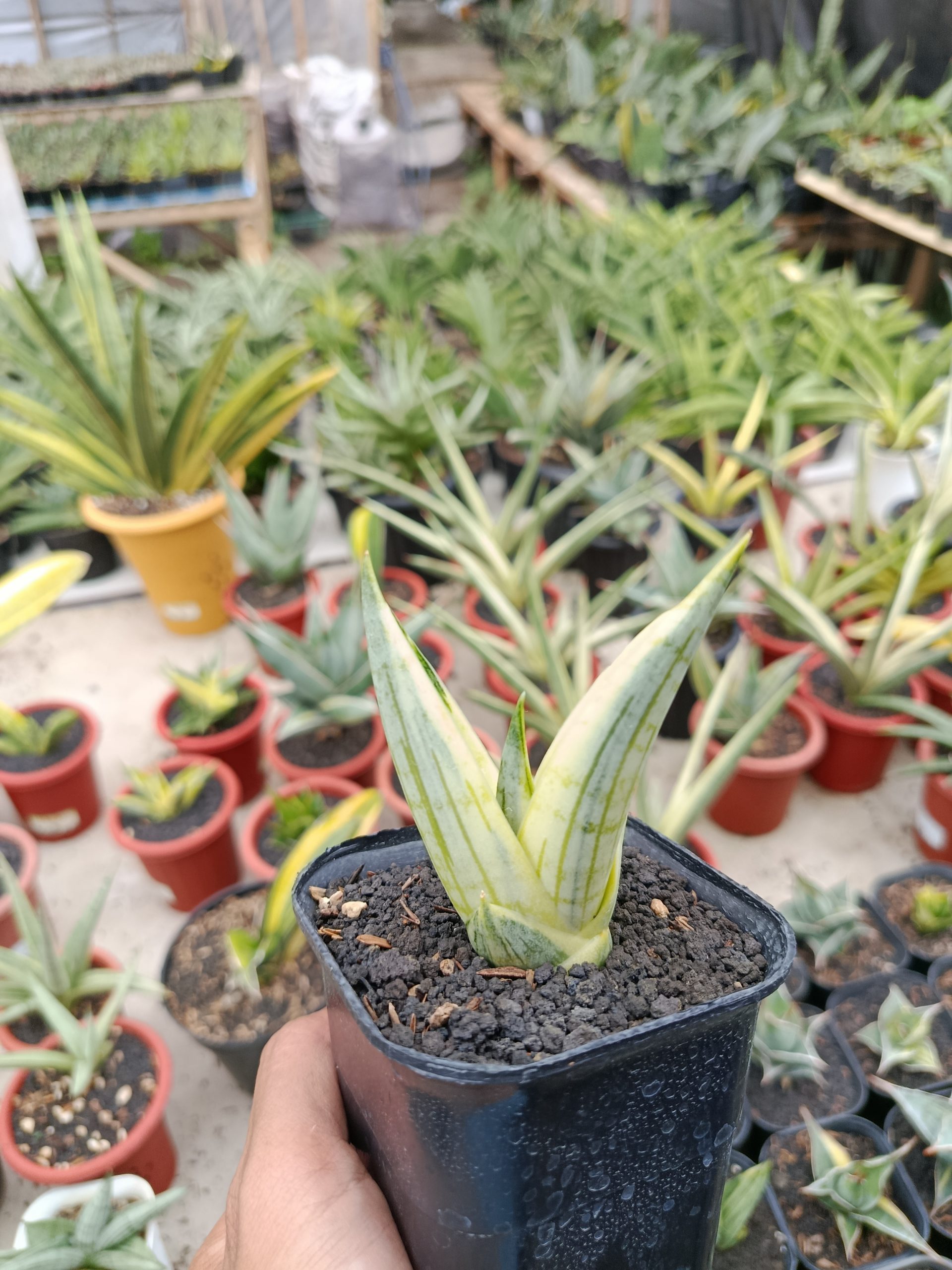 1463. Sansevieria Manja White Variegated - Image 11