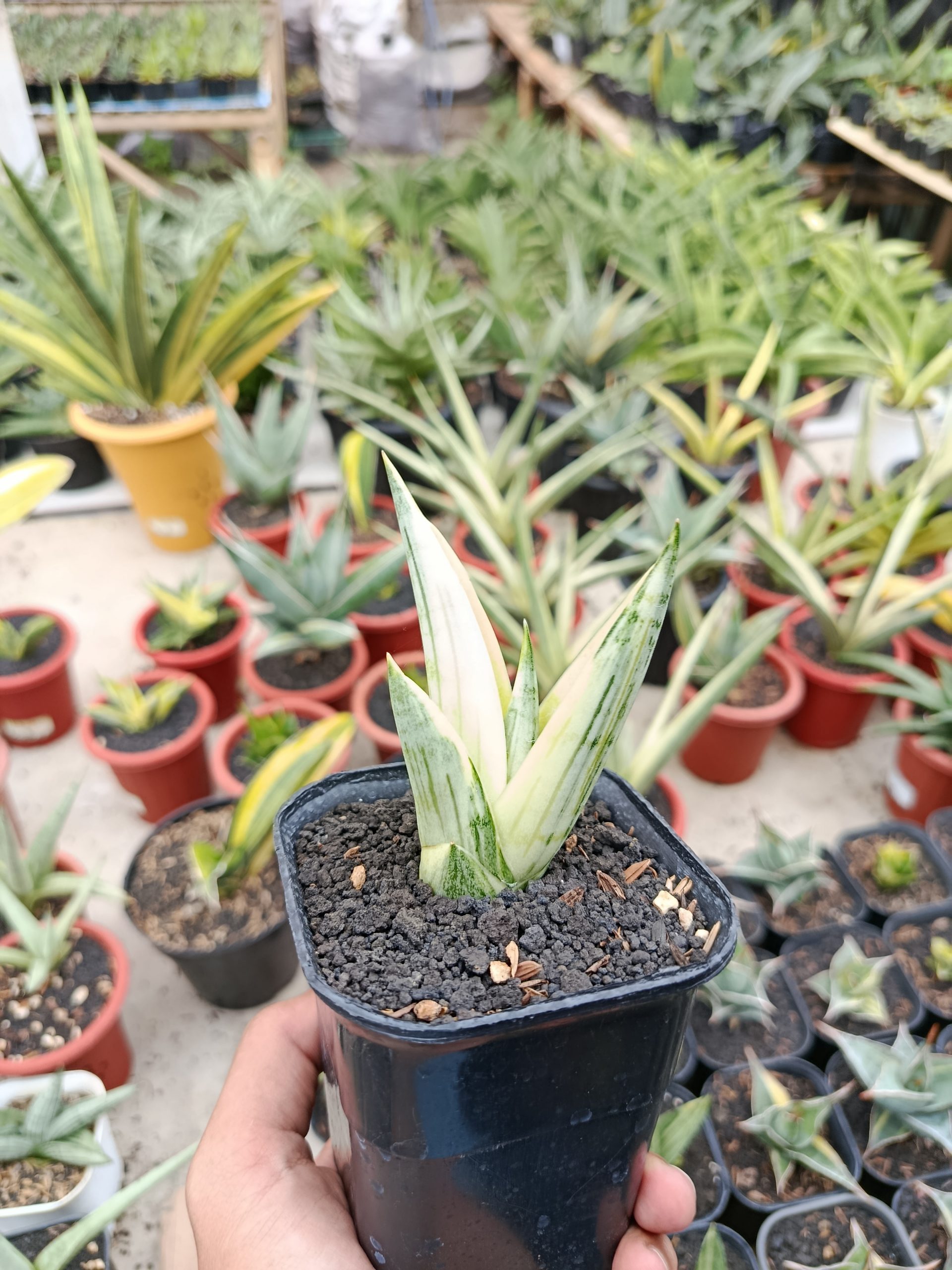 1463. Sansevieria Manja White Variegated - Image 12