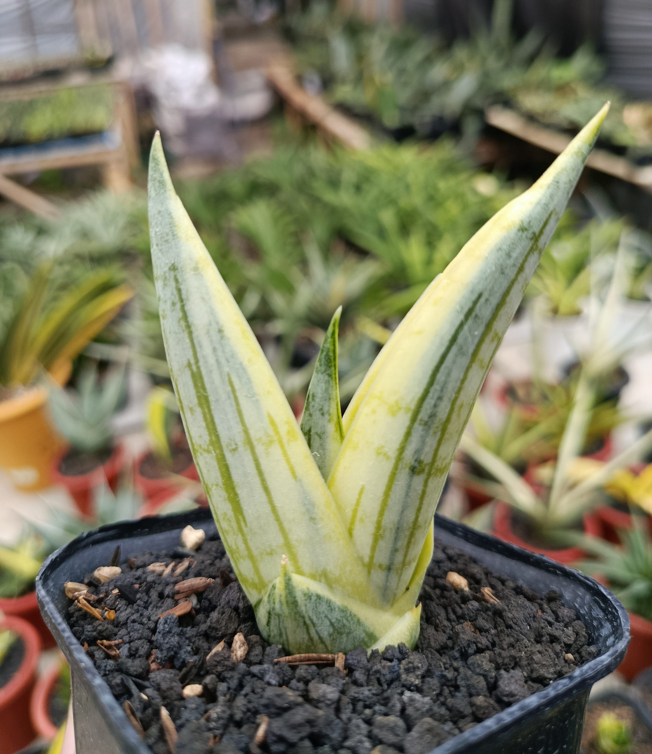 1463. Sansevieria Manja White Variegated - Image 7
