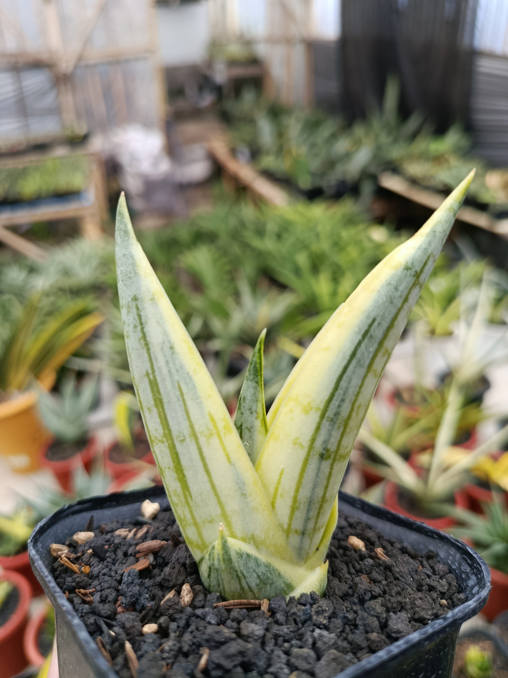 1463. Sansevieria Manja White Variegated - Image 8
