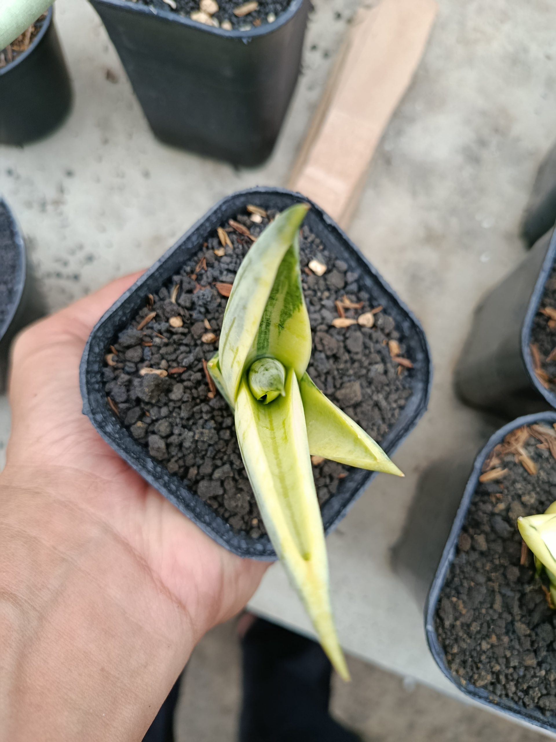 1463. Sansevieria Manja White Variegated - Image 9