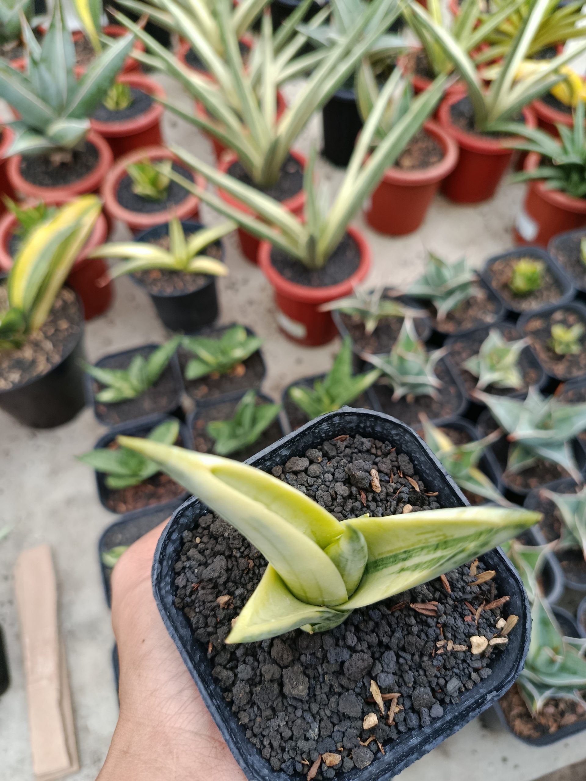 1463. Sansevieria Manja White Variegated - Image 10