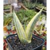 1463. Sansevieria Manja White Variegated