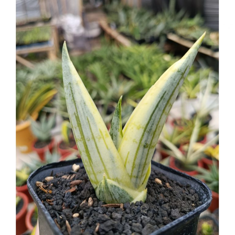 1463. Sansevieria Manja White Variegated
