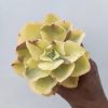 1467. Echeveria Yellow Cloud