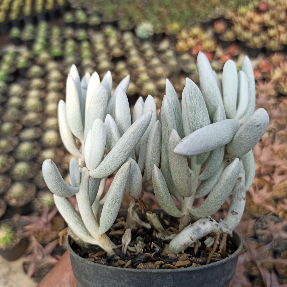 156. Senecio Haworthii Cluster - Image 2