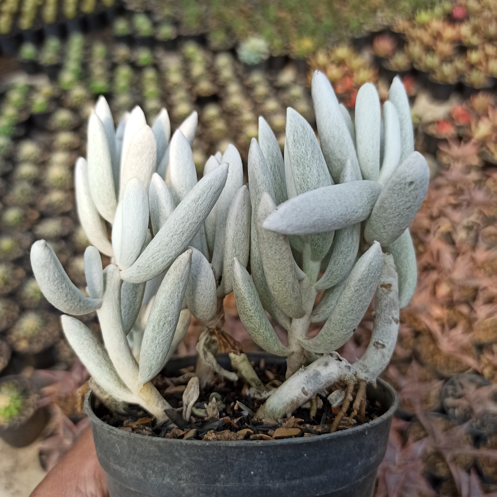 156. Senecio Haworthii Cluster - Image 3