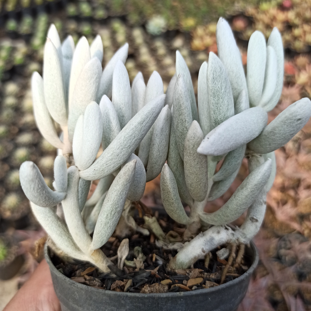 156. Senecio Haworthii Cluster - Image 5