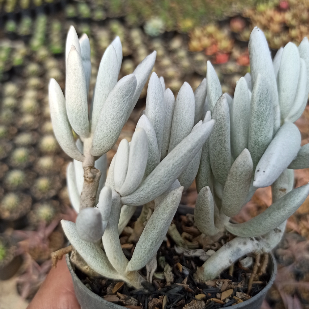 156. Senecio Haworthii Cluster - Image 6