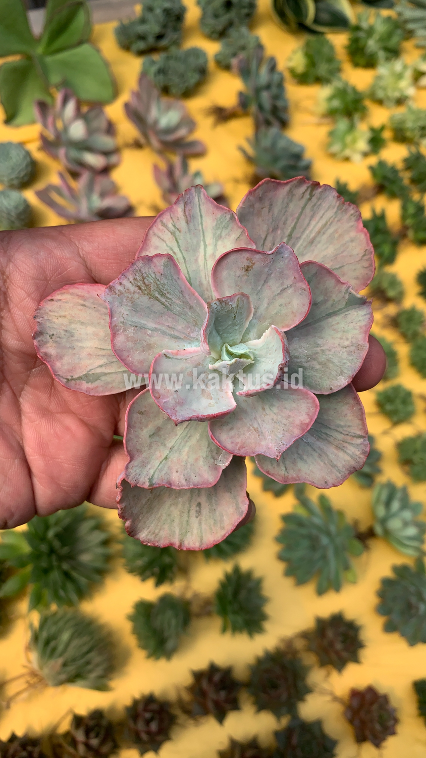 159. Echeveria Chantilly Hybrid - Image 6