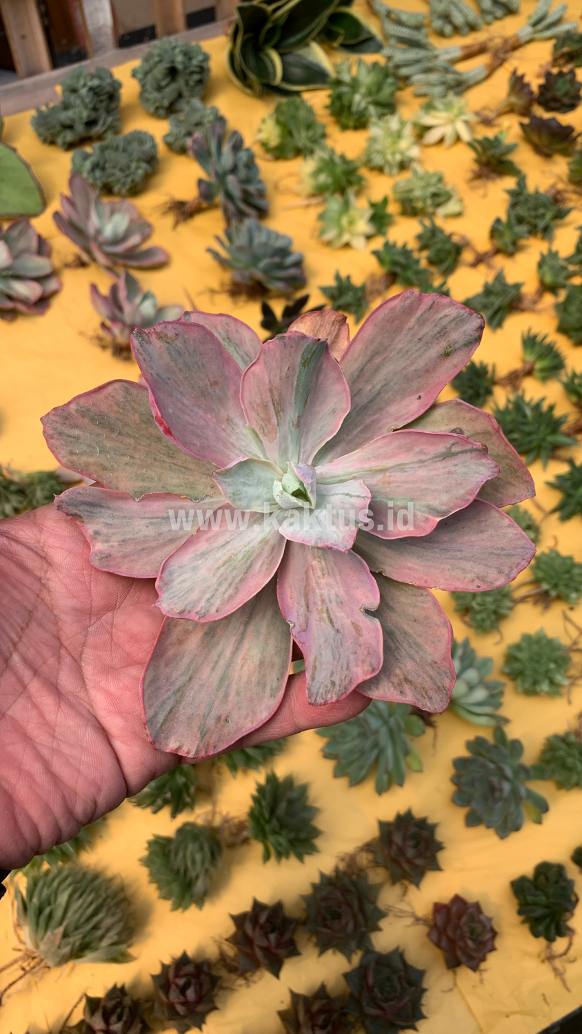 159. Echeveria Chantilly Hybrid - Image 5