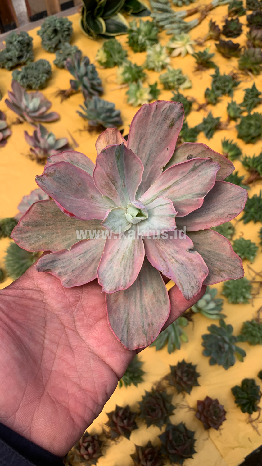 159. Echeveria Chantilly Hybrid - Image 4