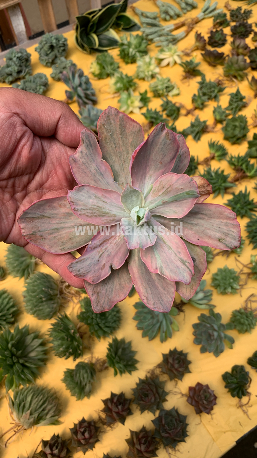 159. Echeveria Chantilly Hybrid - Image 3