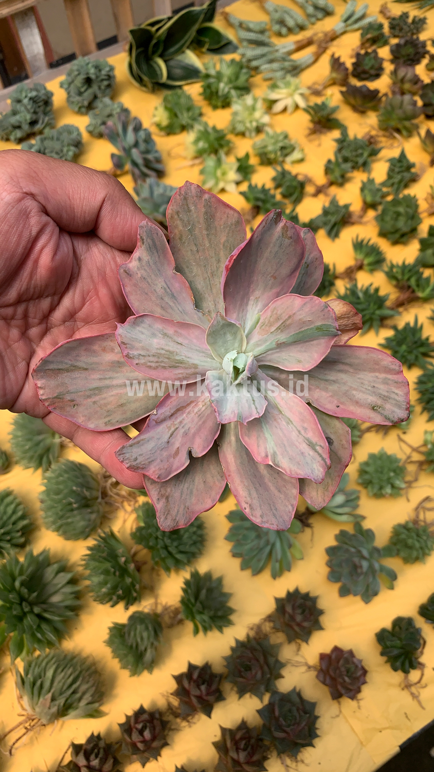 159. Echeveria Chantilly Hybrid - Image 2