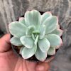 162. Echeveria Hakuhou
