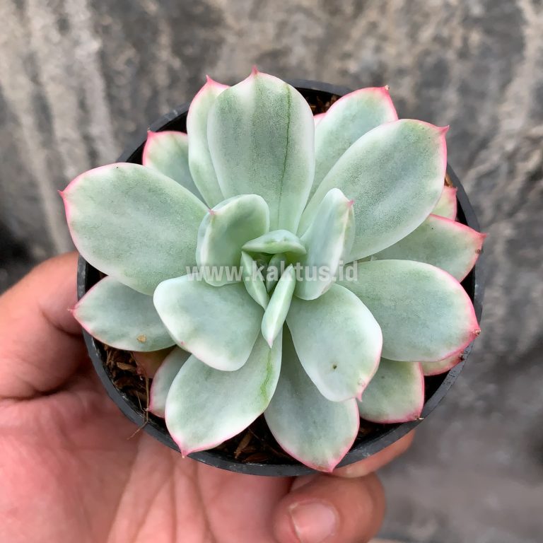 162. Echeveria Hakuhou