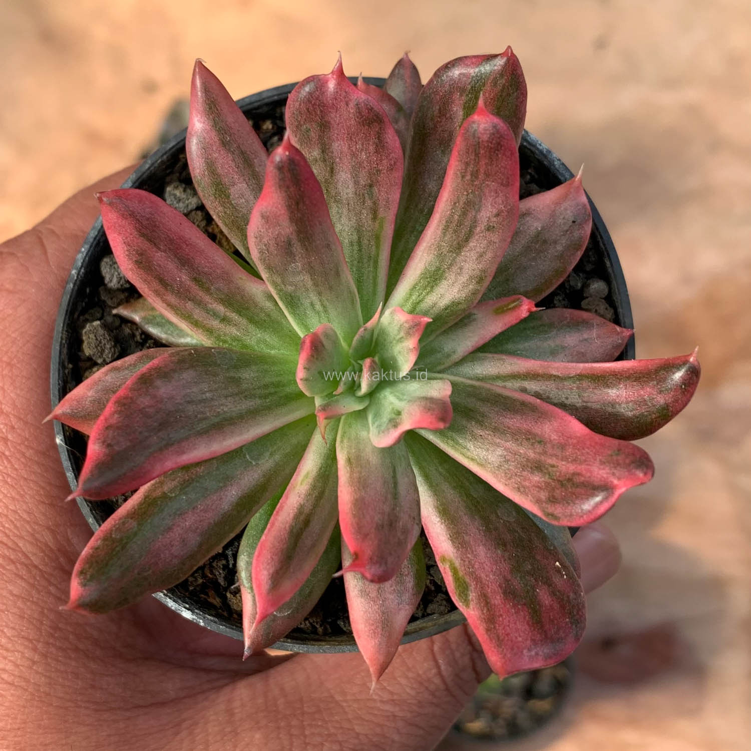 172. Echeveria Red Prince Mutation - Image 3