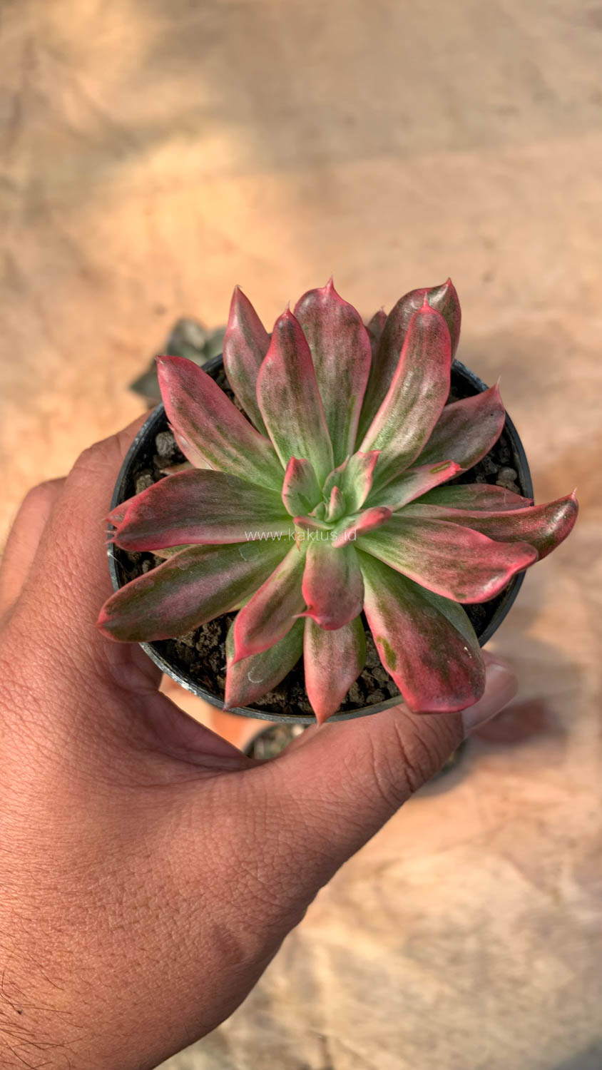 172. Echeveria Red Prince Mutation - Image 4