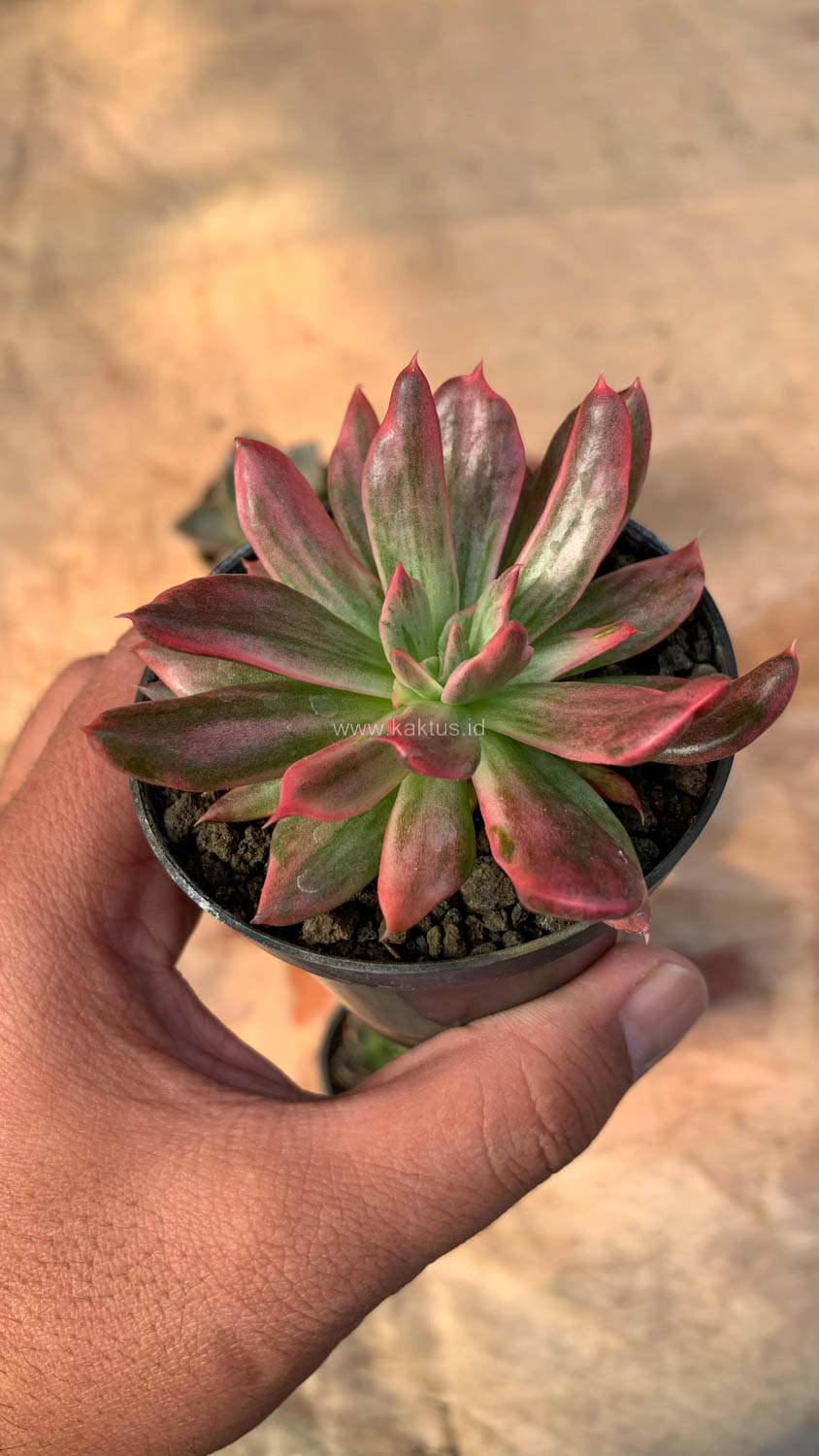 172. Echeveria Red Prince Mutation - Image 5