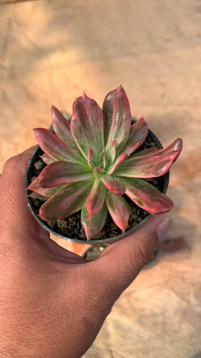 172. Echeveria Red Prince Mutation - Image 6