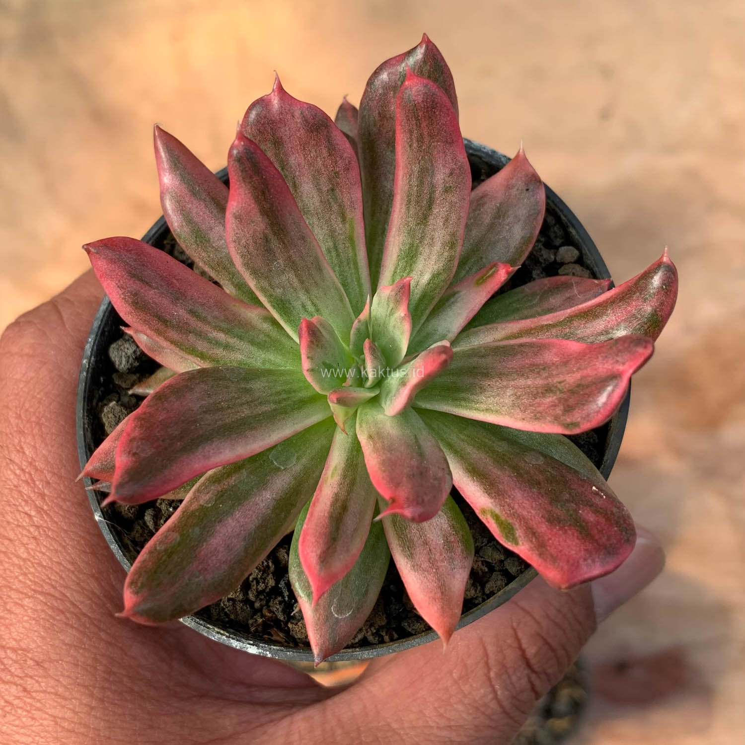 172. Echeveria Red Prince Mutation - Image 7