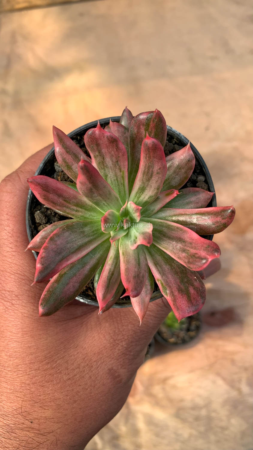 172. Echeveria Red Prince Mutation - Image 8