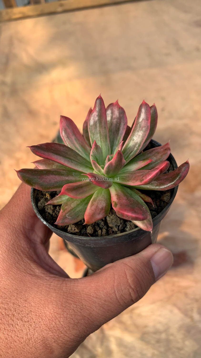 172. Echeveria Red Prince Mutation - Image 2