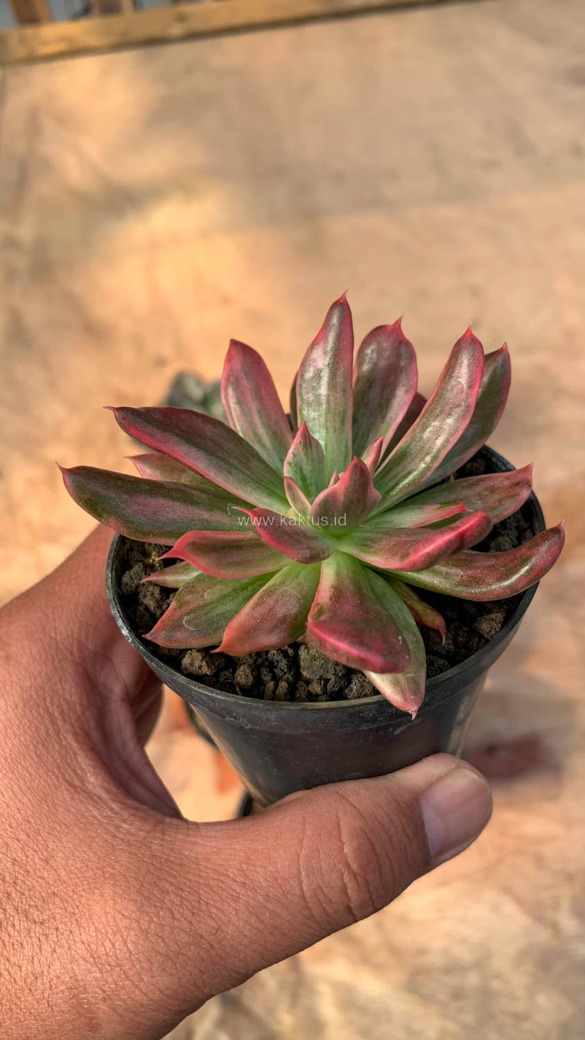 172. Echeveria Red Prince Mutation - Image 9