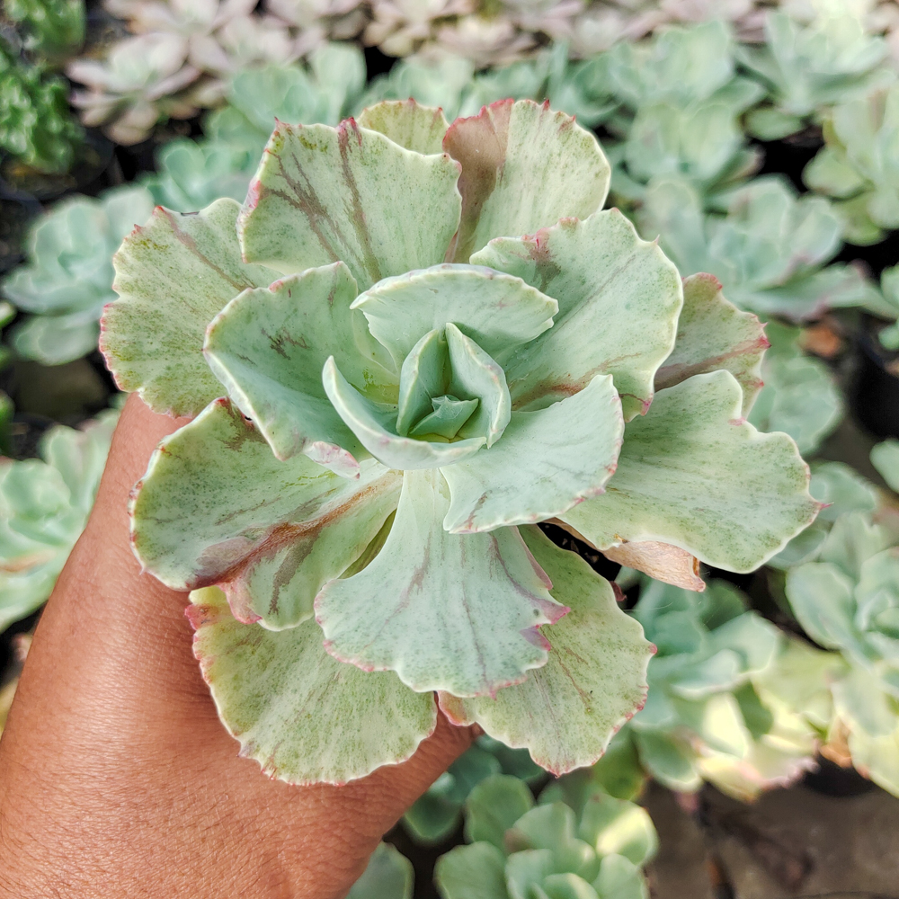 183. Echeveria Chantilly Mutation - Image 9