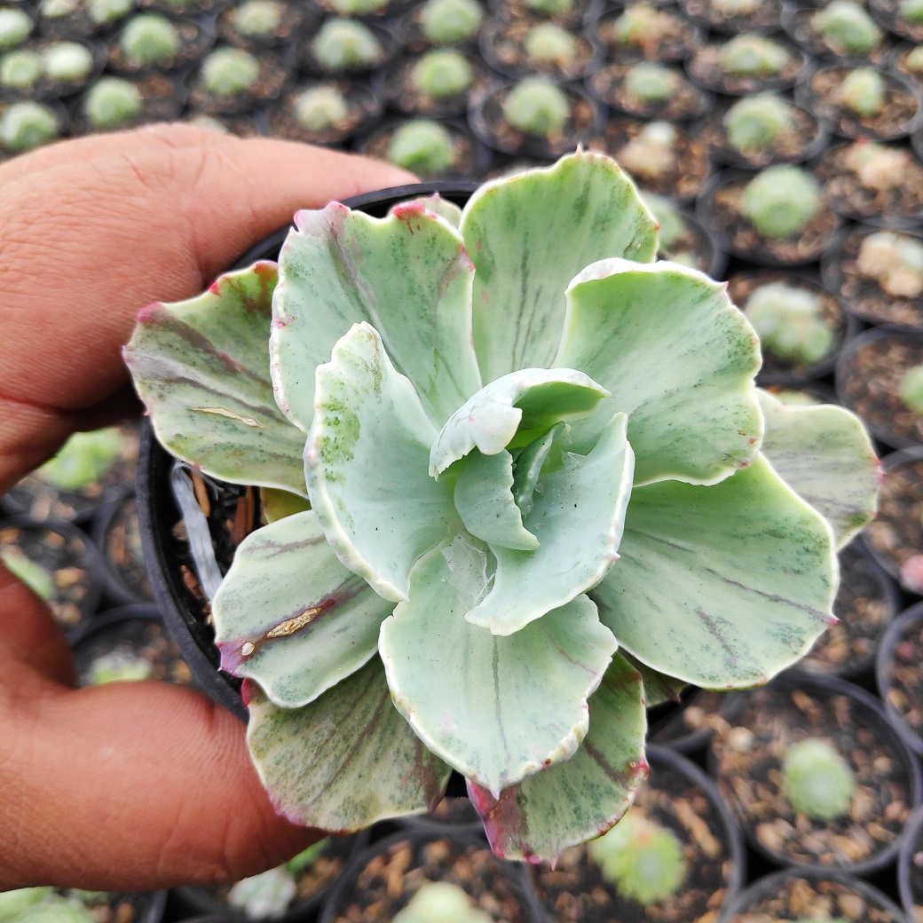 183. Echeveria Chantilly Mutation - Image 8