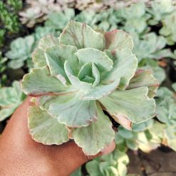 Alternative view of 183. Echeveria Chantilly Mutation