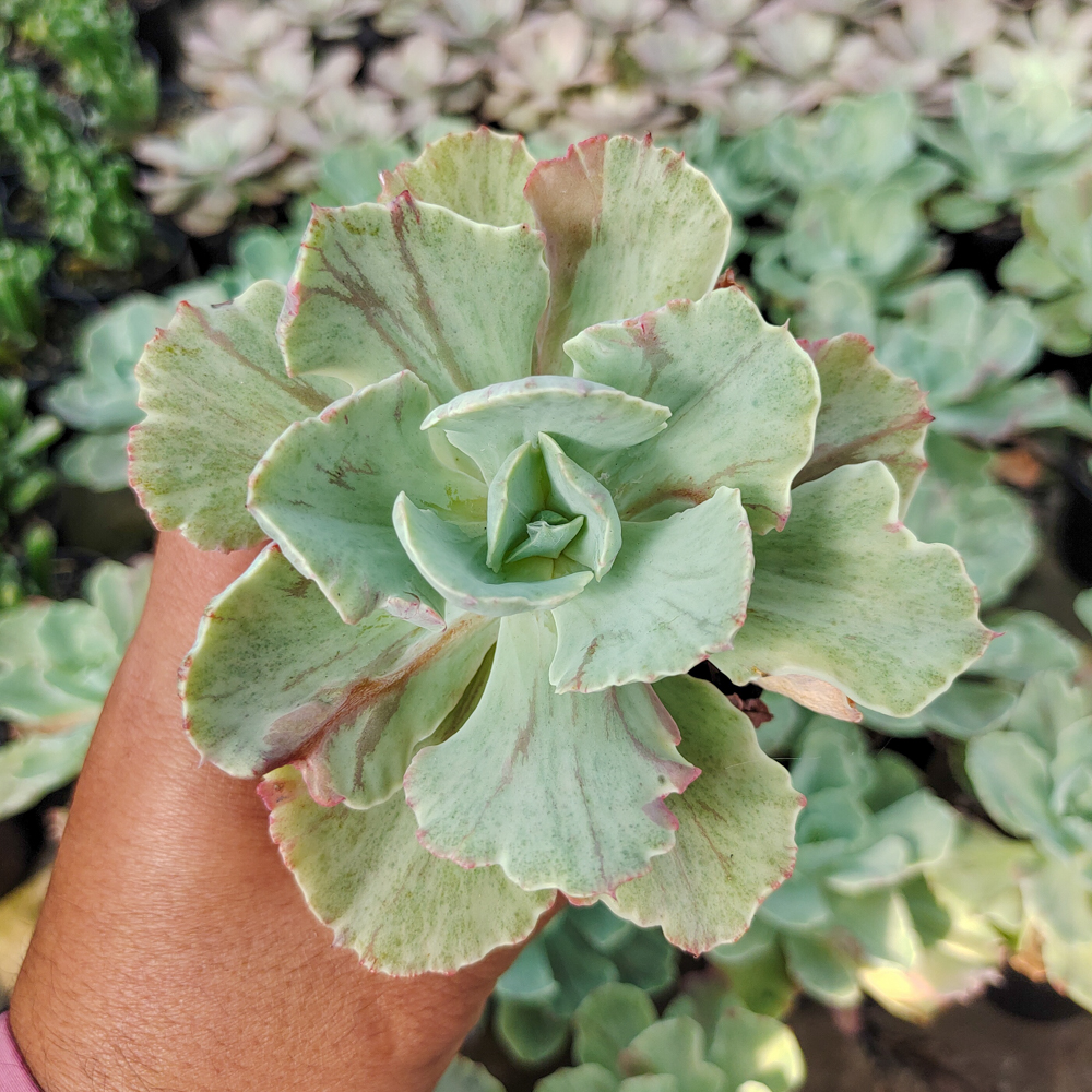 183. Echeveria Chantilly Mutation - Image 10