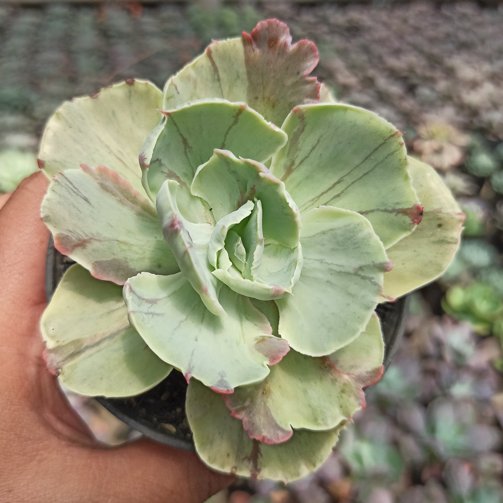 183. Echeveria Chantilly Mutation - Image 4